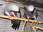 Gray Parrot Breeding Pair