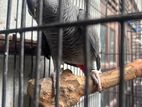 African Grey Parrot