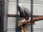 African Grey Parrot