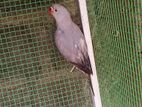 Gray Ringneck Bird