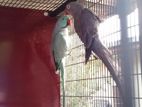 Gray with blue Ring neck birds