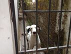 gread Dane