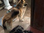 German Shepard