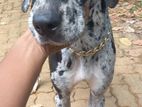 Great Dane Dog Female Crossing