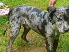 Great Dane Dog for Crossing