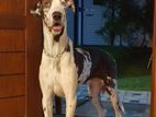 Great Dane Dog For Crossing