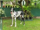 Great Dane Dog for Crossing