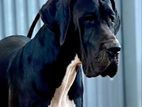 Great Dane Dog for Crossing