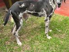 Great Dane Dog for Kind Home