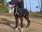 Great Dane Dog