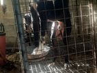 Great Dane Dogs with Cage
