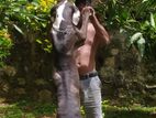 Great Dane female for sale