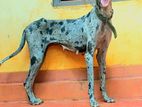 Great Dane Female