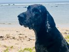 Great Dane for Crossing