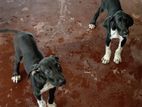 Great Dane Dog