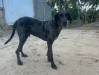 Great Dane Dog for Crossing