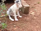 Great Dane
