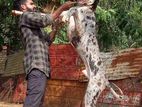 Great Dane