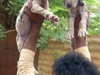 Great Dane puppies