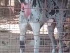 great Dane
