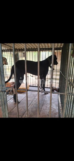 Great Dane Dog for Sale in Jaffna City | ikman