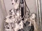 Great Dane Puppies