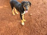 Great Dane - German Shepherd Cross Female Puppy
