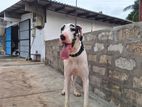 great dane [harle Quin] (only stud)crossing