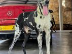 Great Dane Male Dog Crossing