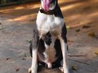 Great Dane Male for Crossing