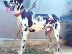 Great Dane Male for Crossing
