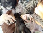 Great dane puppies