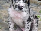 Great dane puppies
