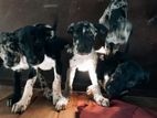 Great Dane Puppies