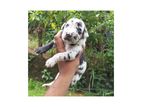Great Dane Puppies