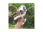 Great Dane Puppies