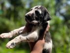 Great Dane Puppies