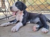 Great Dane puppies