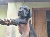 Great Dane Puppies