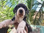 Great Dane Puppy