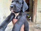 Great Dane Puppies
