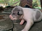 Great Dane Puppies