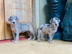 Great Dane Puppy