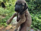 Boerboel Puppies