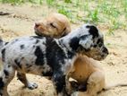 Greatdane Puppies