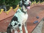 Great Dane Dog