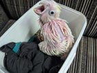 Greater Sulphur Cockatoo Bird