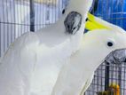 Greater Sulphur Cockatoo pair