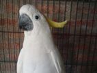Greater Sulphur Crested Cockatoo