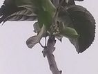 Green Apple Plant (Potted)